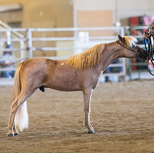 Twister show yearling W.jpg